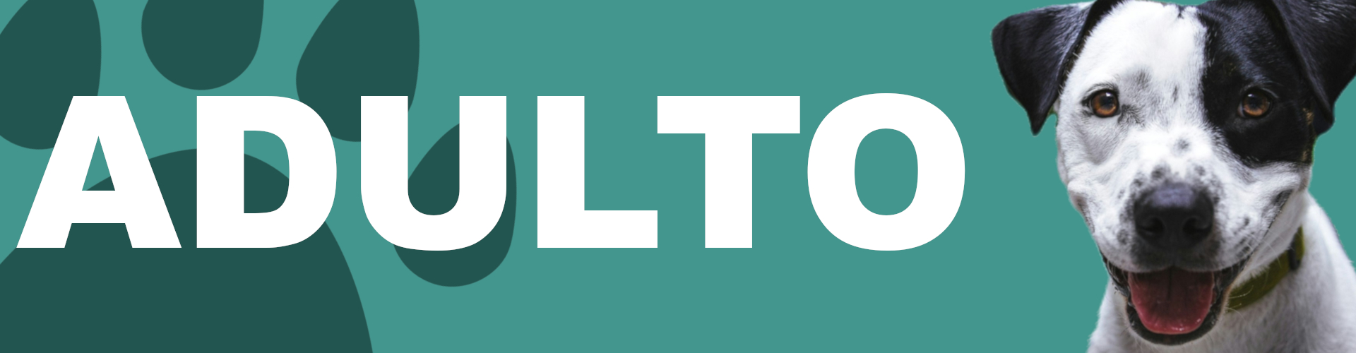 Adultos
