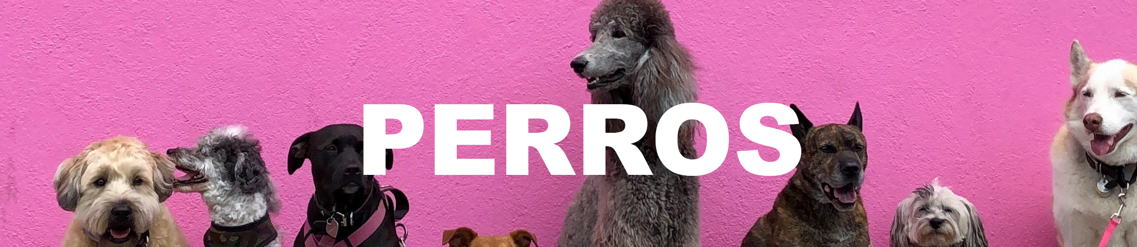 Perros